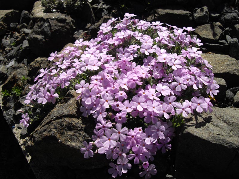 Phlox douglasii 'Eva' photo